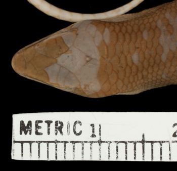 Media type: image;   Herpetology R-137674 Aspect: head dorsal